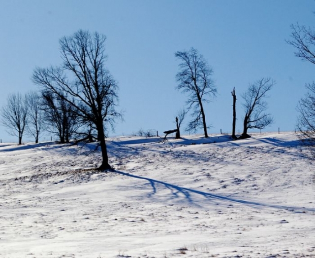Arboles nevados